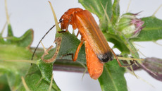 Roter Weichkäfer_4.jpg